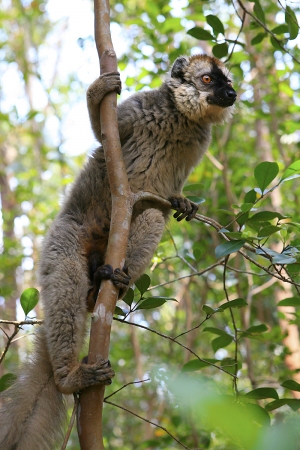 Lemur červenavý